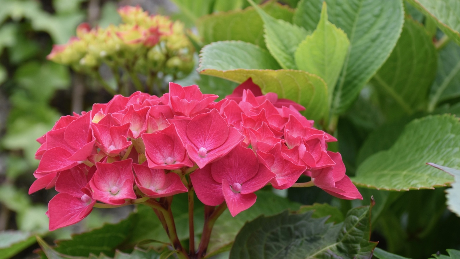 Красная гортензия с зелеными листьями в саду