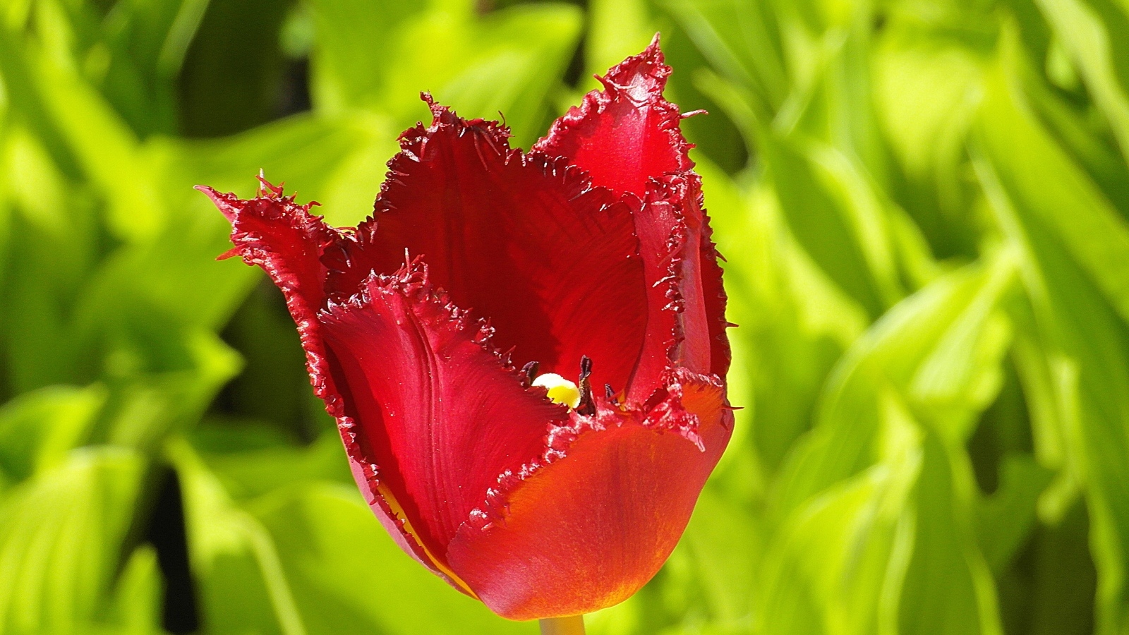 Красные зазубренные лепестки тюльпана