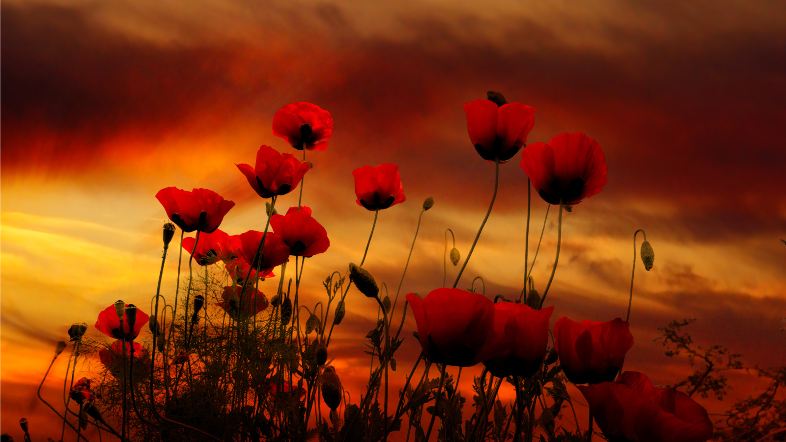 Красные маки на фоне неба на закате