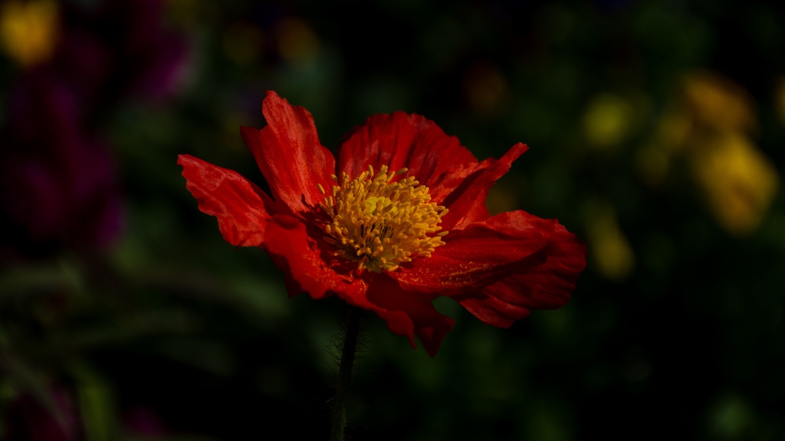 Красный цветок мака в лучах света