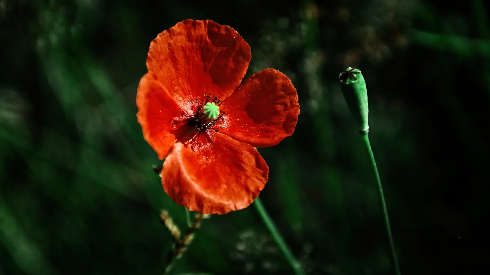 Цветок красного мака в лучах солнца