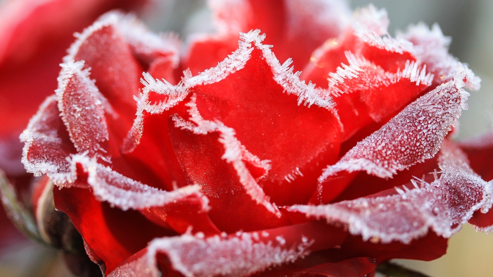 Красная роза покрыта инеем крупным планом