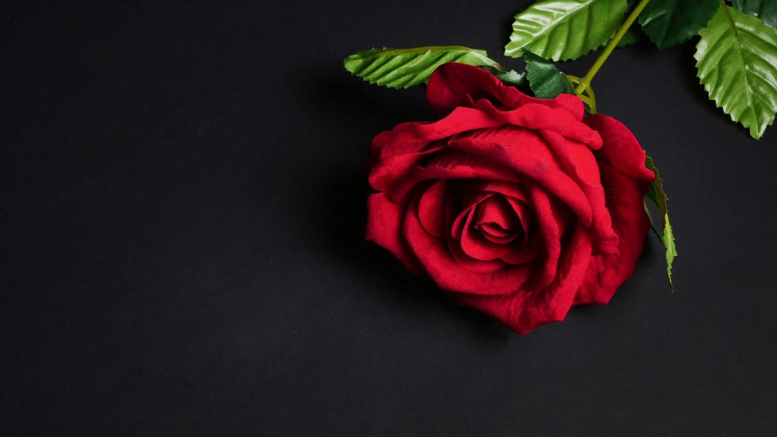 Красный цветок розы на черном фоне