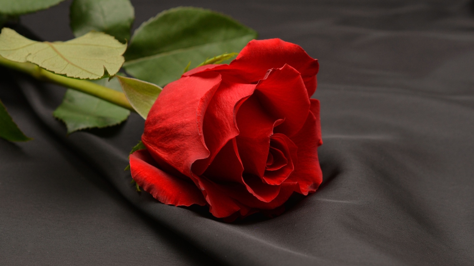 Красная роза на черной ткани
