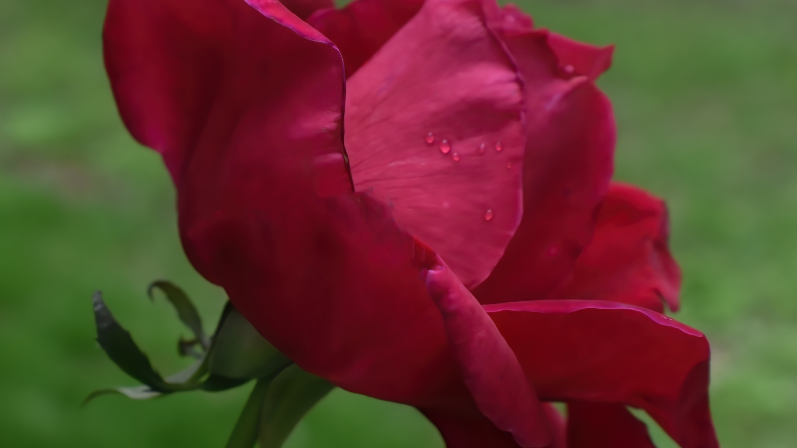 Красная роза с нежными лепестками 