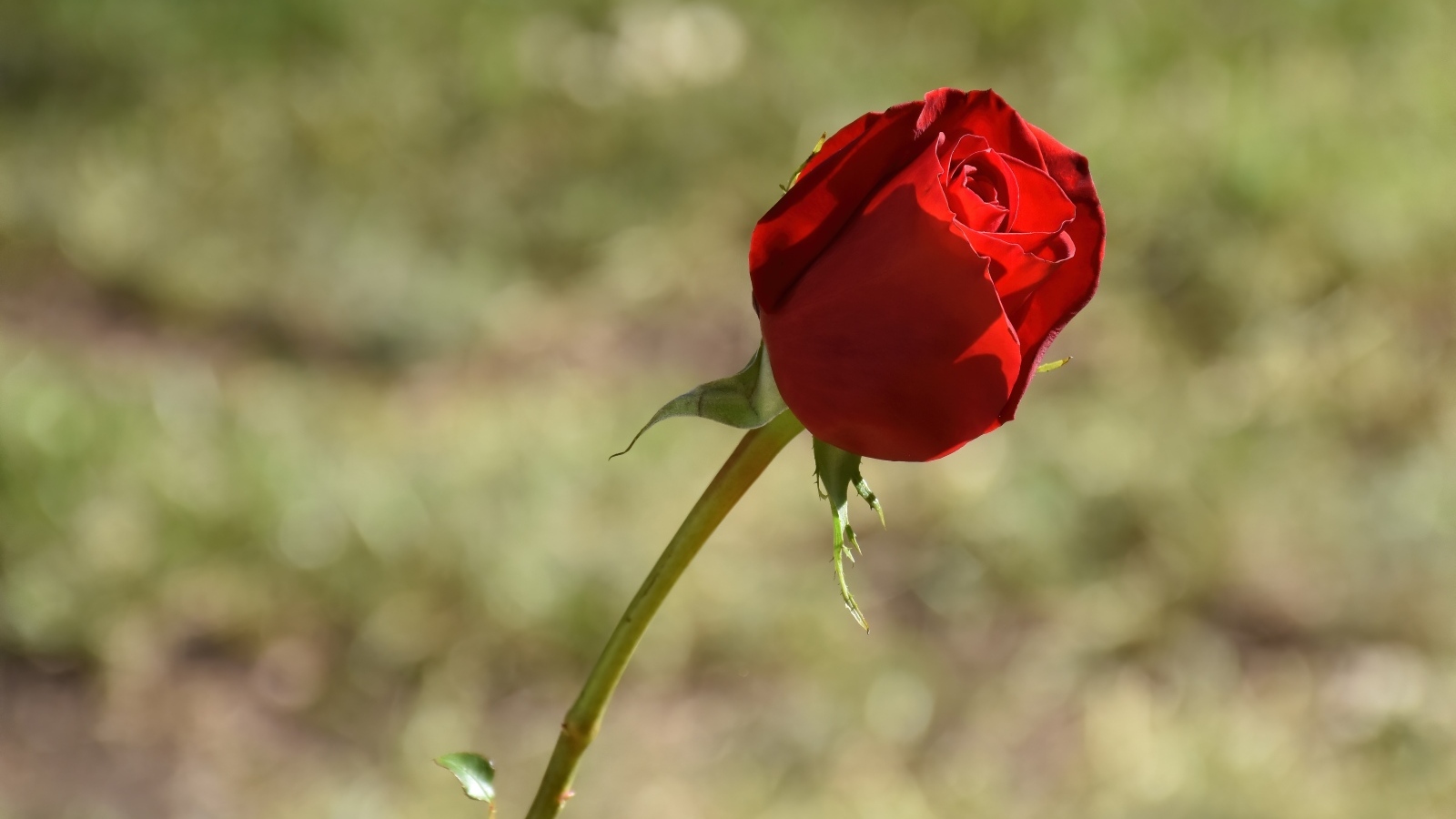 Красная роза с ароматными лепестками