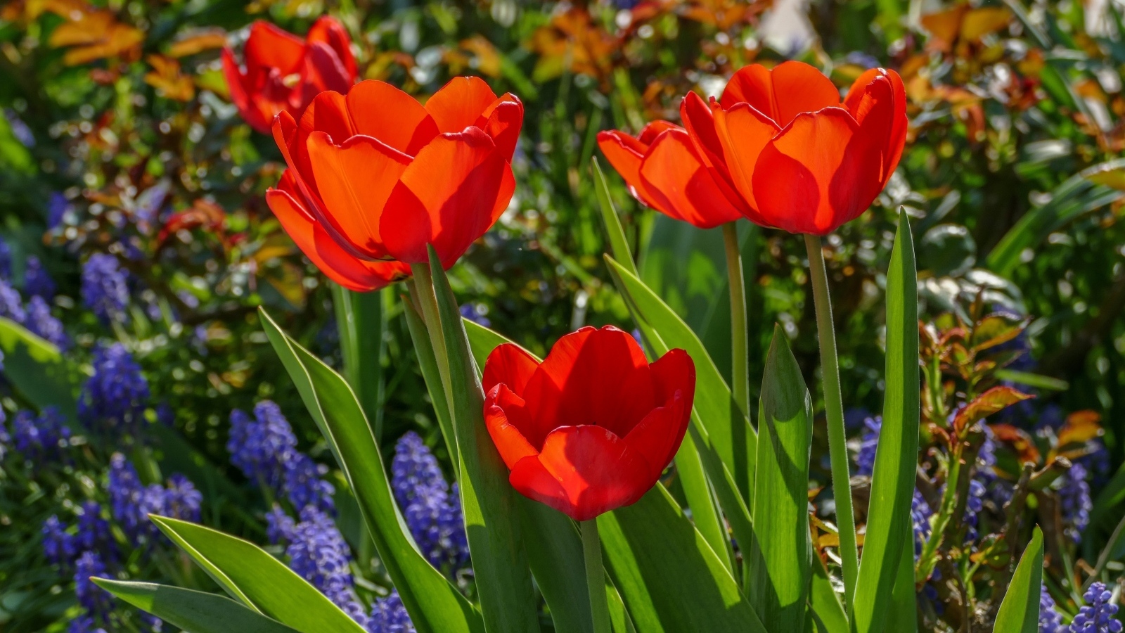 Красные весенние тюльпаны на клумбе