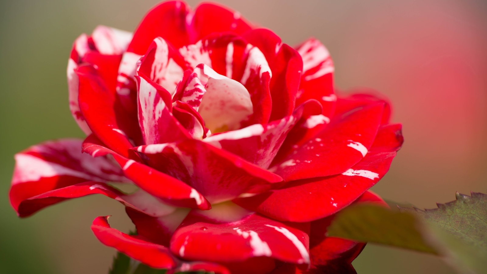 Красный с белым цветок розы крупным планом