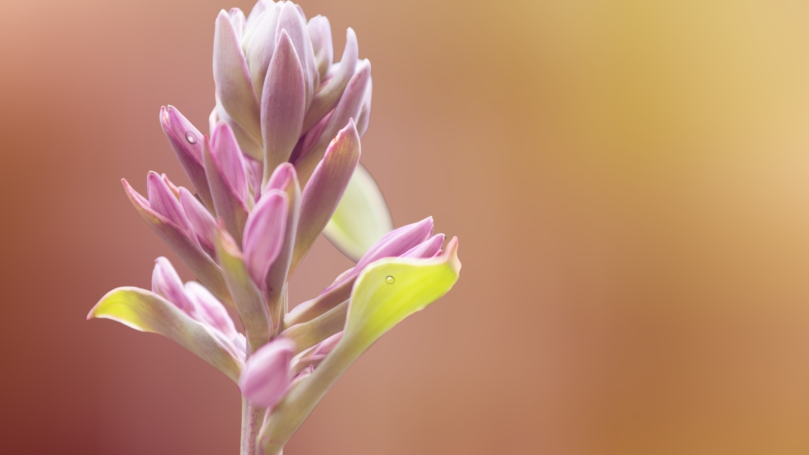 Бутон розового цветка крупным планом