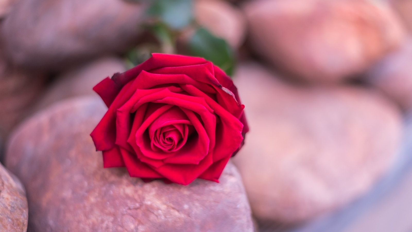 Алая роза лежит на камне