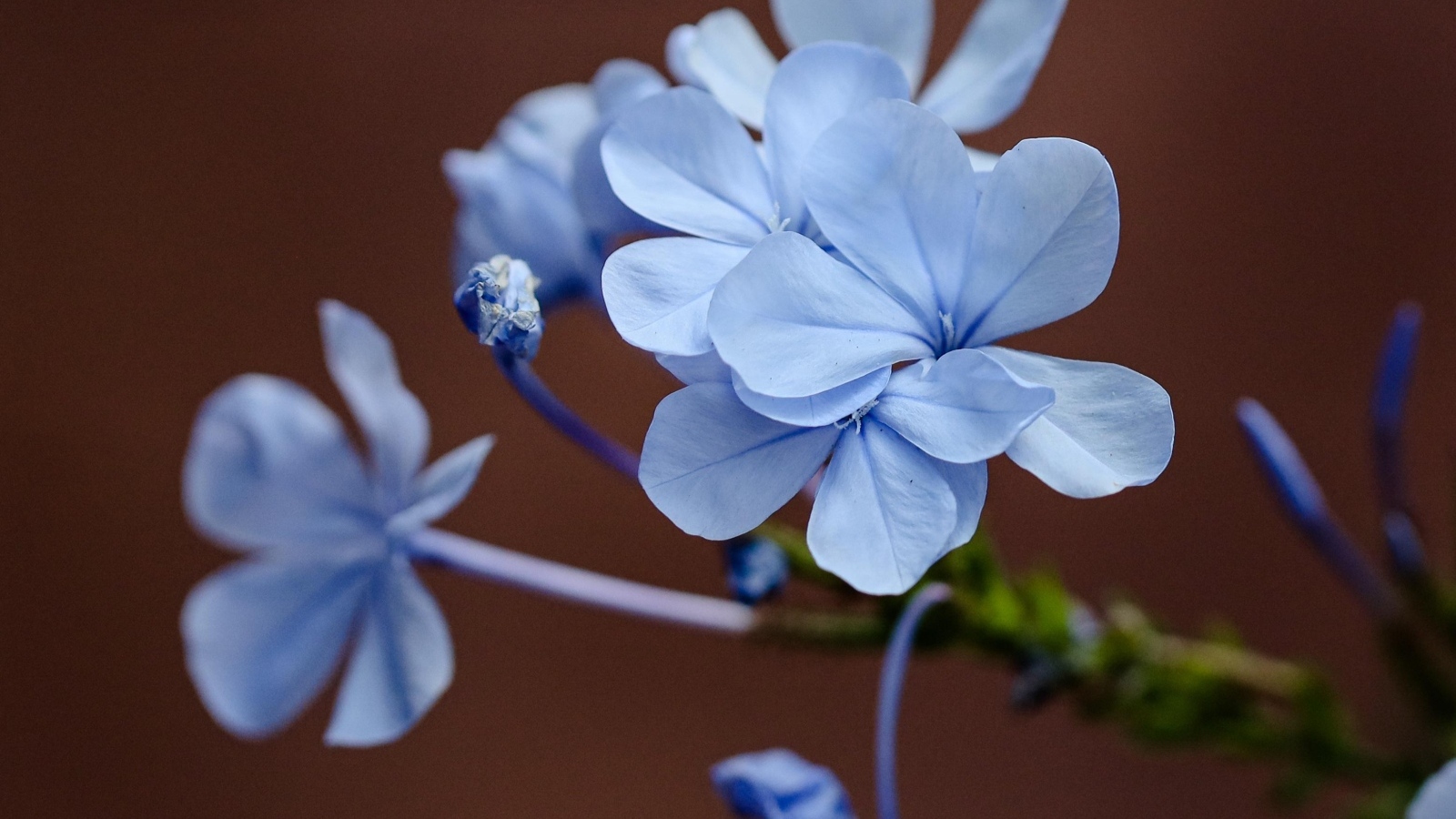 Мелкие голубые цветы крупным планом