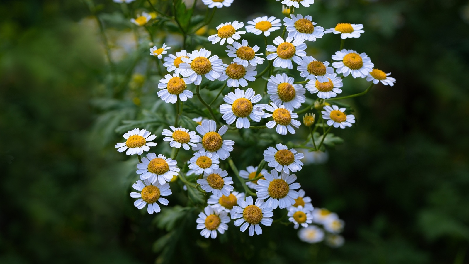 Мелкие цветы садовой ромашки