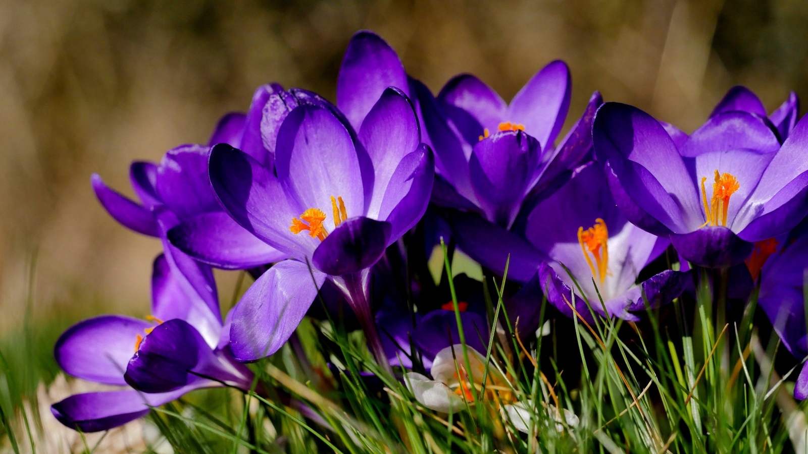 Маленькие сиреневые крокусы в зеленой траве