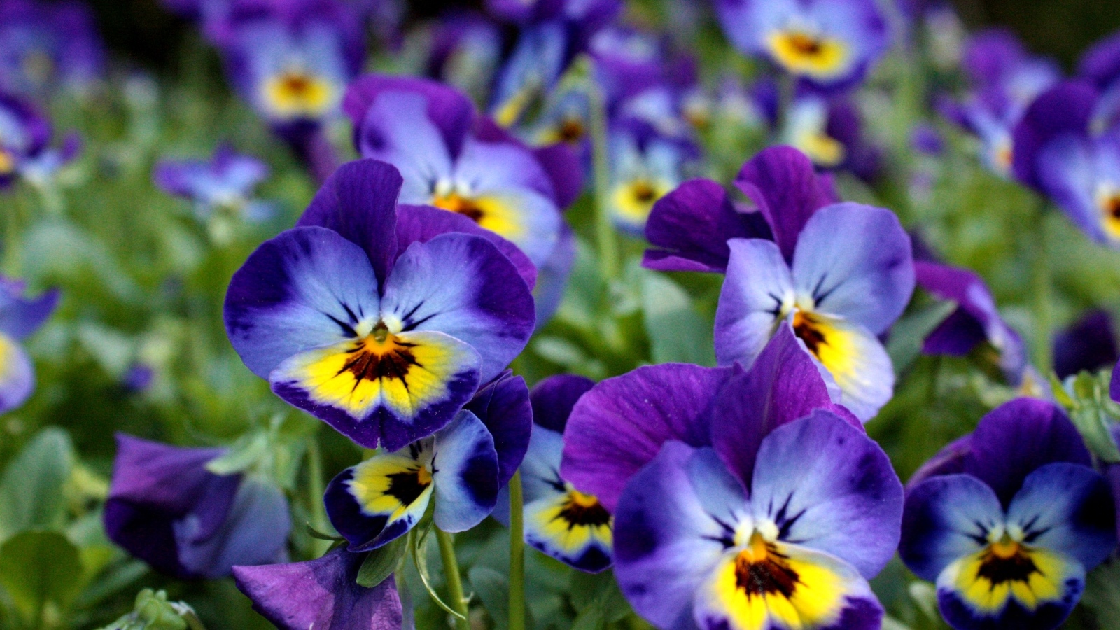 Маленькие цветы Анютины глазки