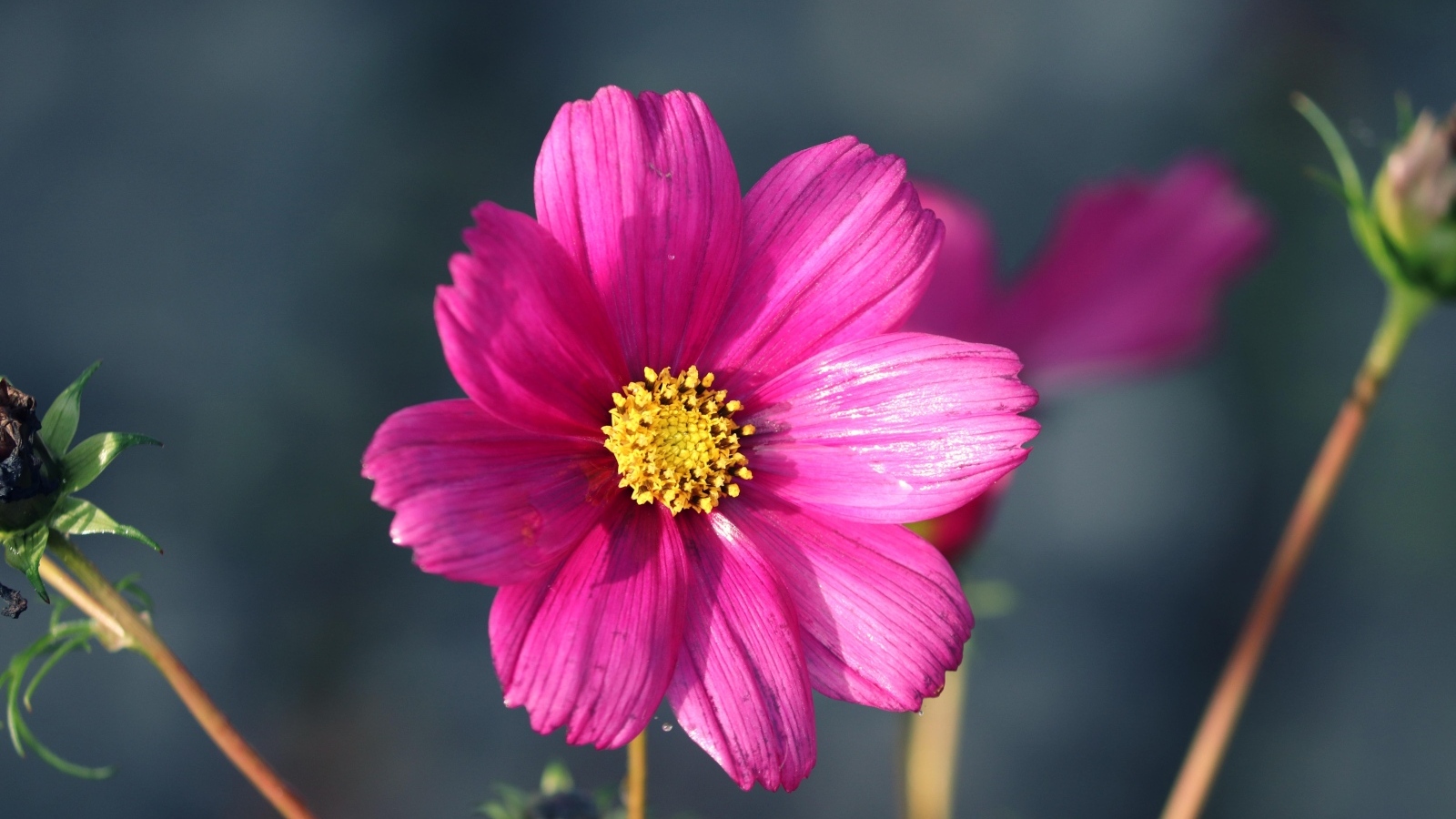 Маленький розовый цветок георгина крупным планом