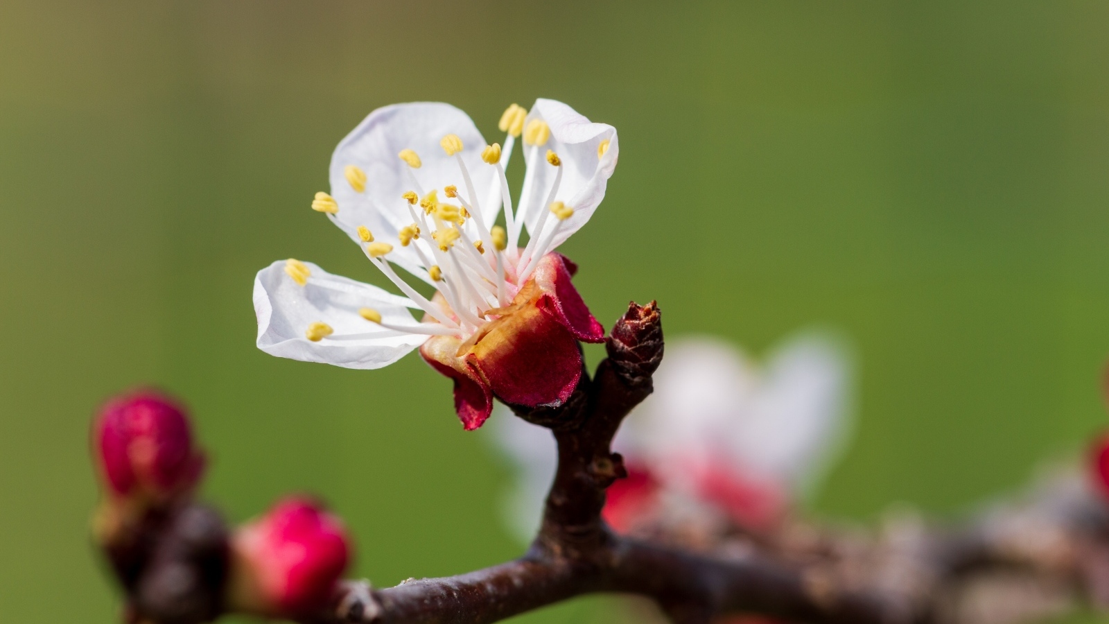 Маленький розовый цветок на ветке абрикоса весной