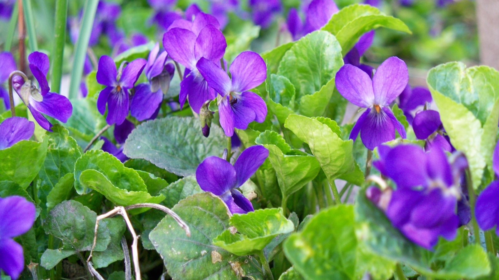 Маленькие фиолетовые цветы фиалки