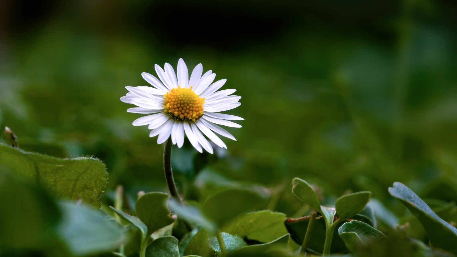 Маленький белый цветок ромашки в зеленых листьях
