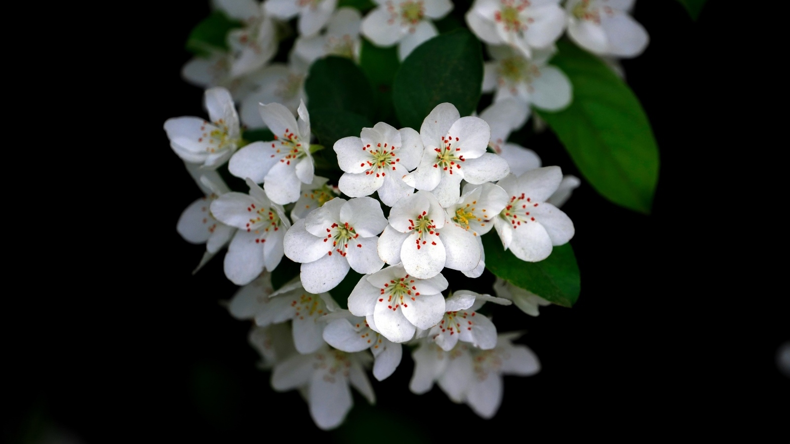 Мелкие белые цветы на ветке весной