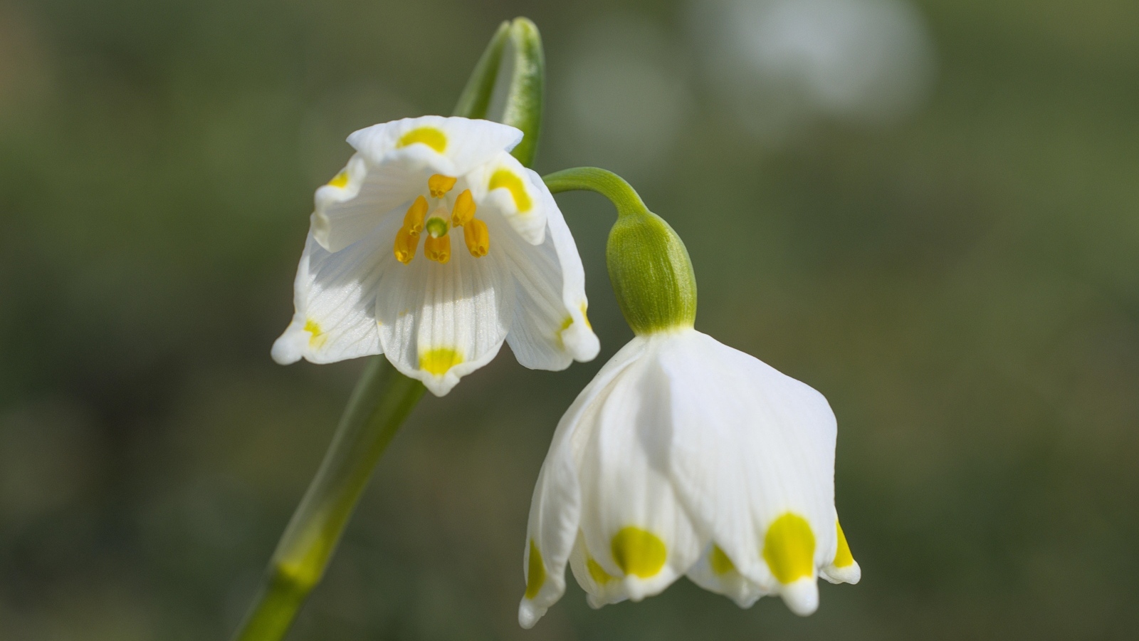 Маленькие белые весенние цветы