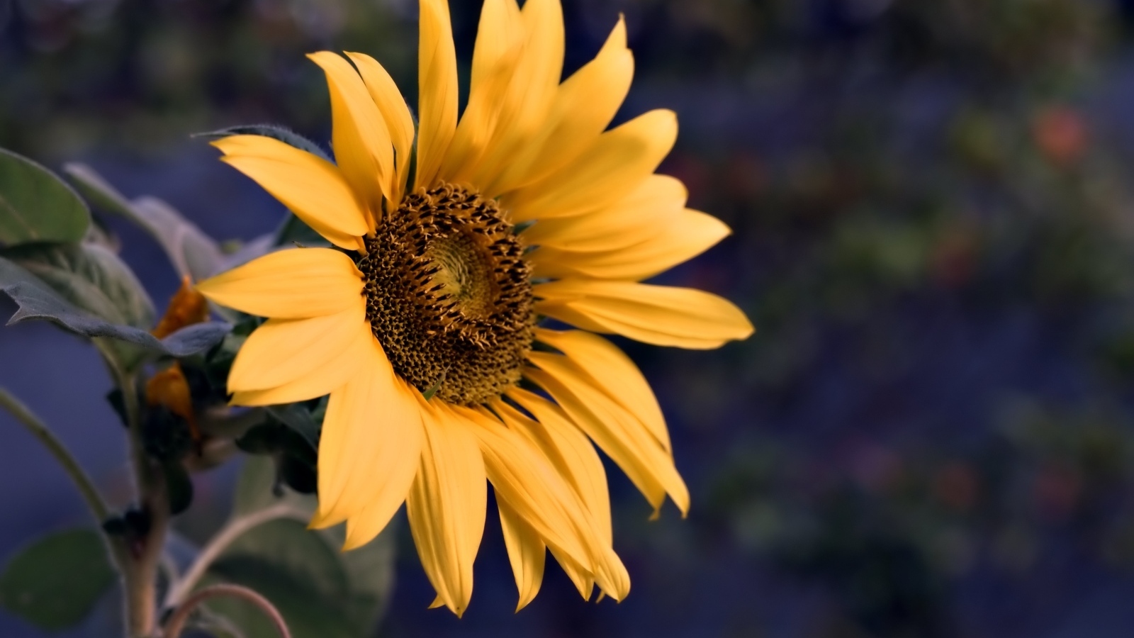 Маленький желтый цветок полевого подсолнуха