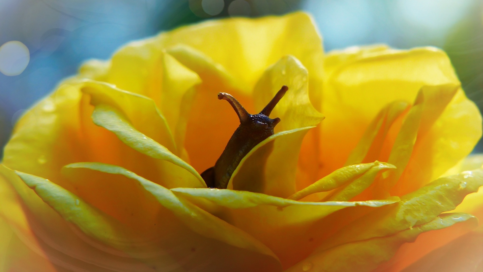 Улитка прячется в цветке желтой розы