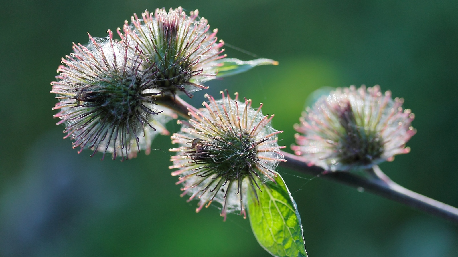 Колючие цветы расторопши в паутине