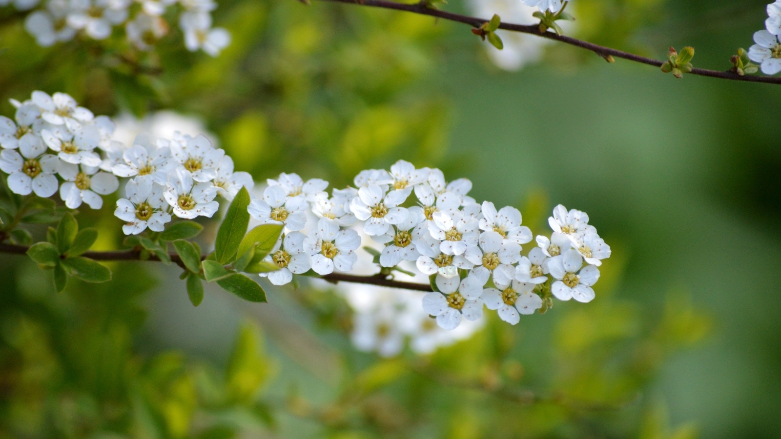 Дерево спирея аргута с белыми цветами