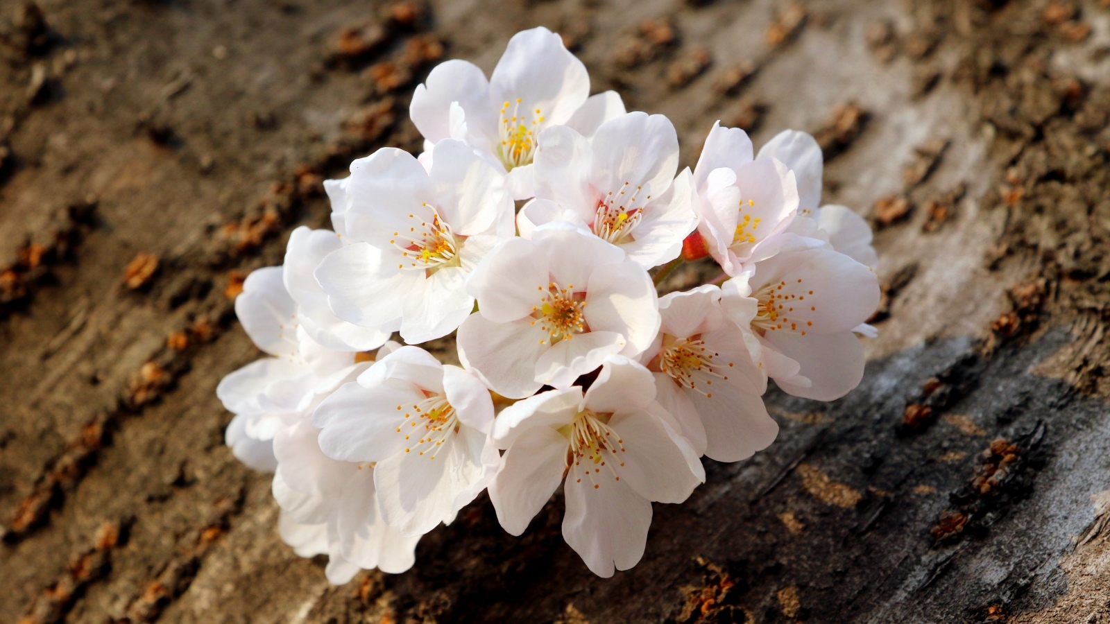 Весенние цветы абрикоса сорванные с веток