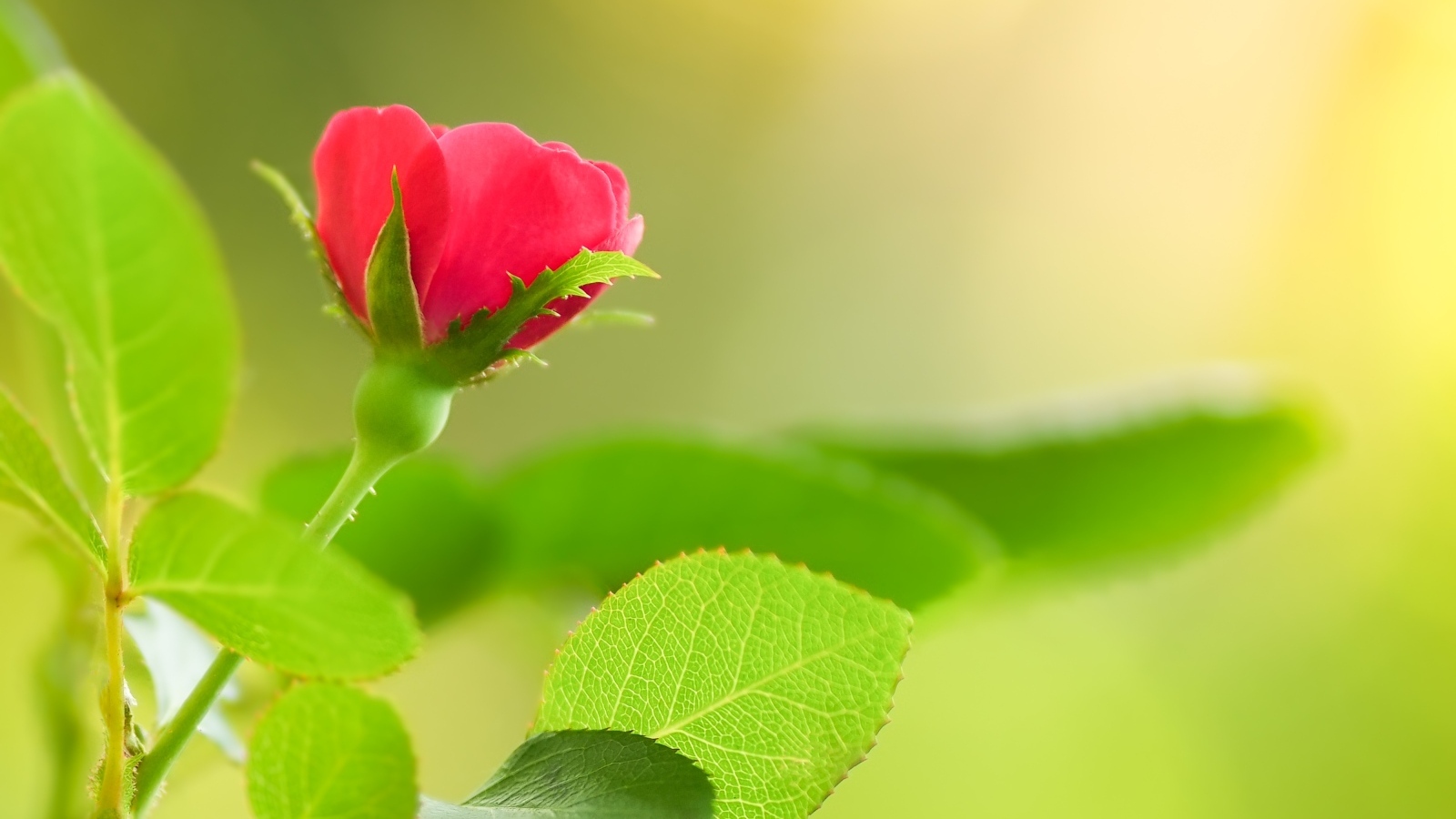 Нежная маленькая розовая роза с зелеными листьями