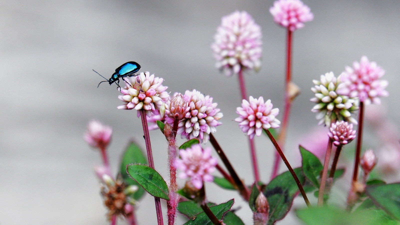 Жук сидит на розовых маленьких цветах