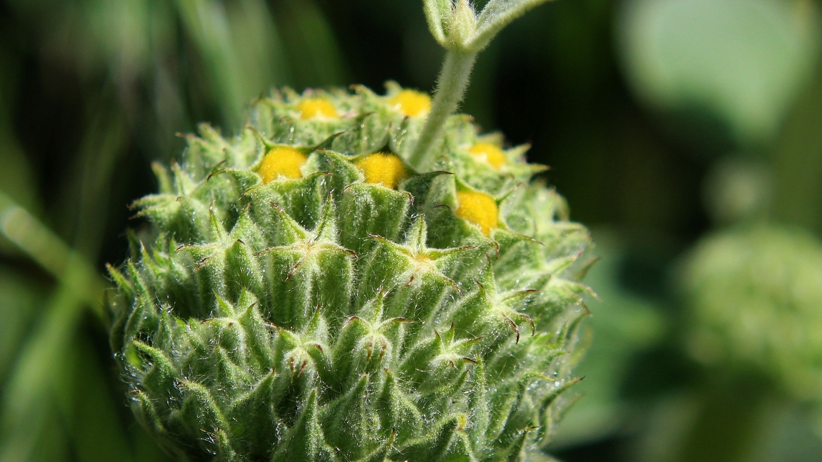 Зеленый бутон цветка распускается 
