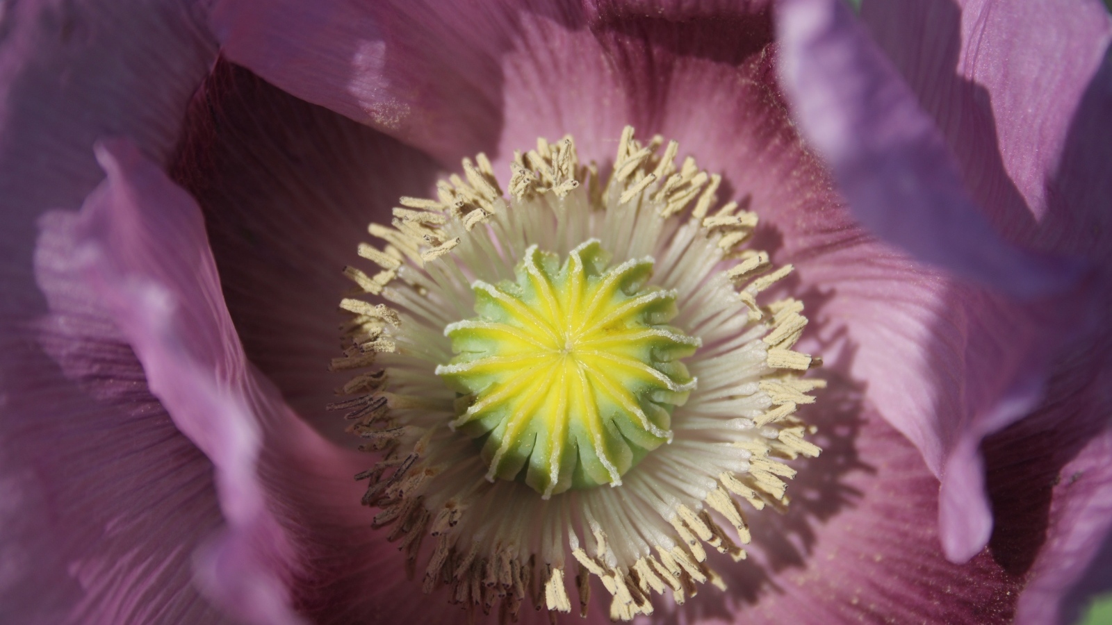 Серединка розового полевого мака