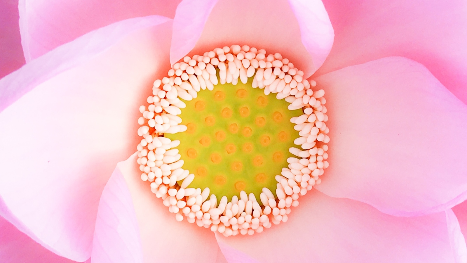 Серединка розового цветка лотоса 