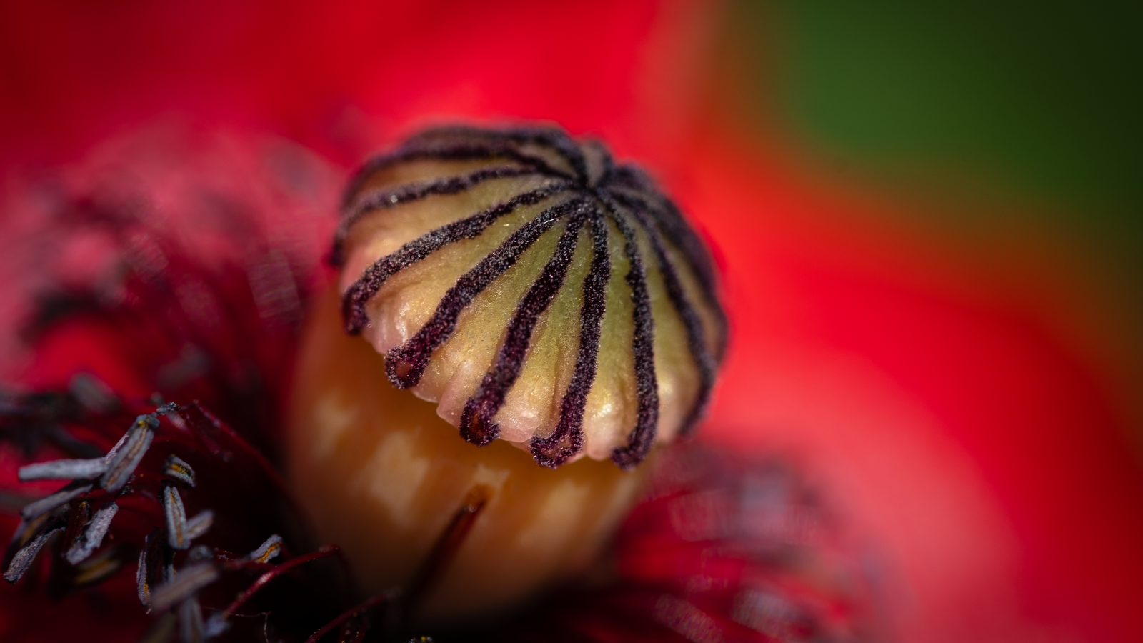 Середина красного цветка крупным планом