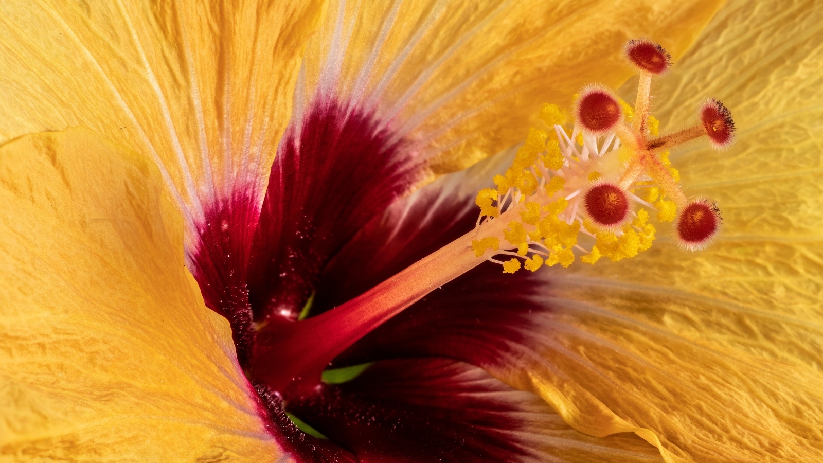 Серединка оранжевого цветка гибискуса