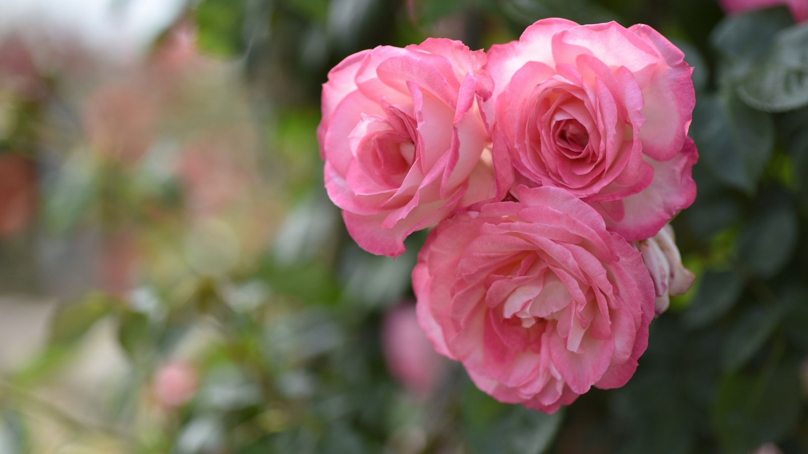 Три розовых парковых розы крупным планом