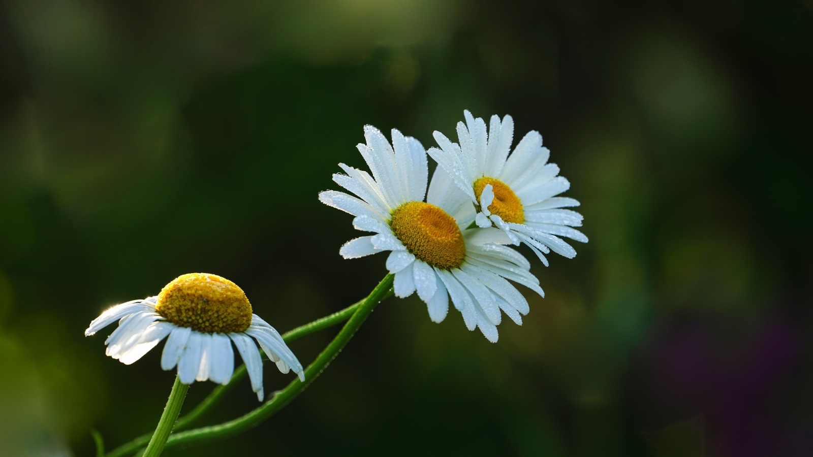 Три белые ромашки в капельках росы
