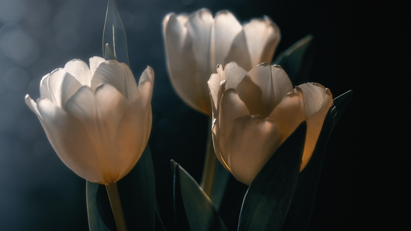 Три белых тюльпана с зелеными листьями  на черном фоне