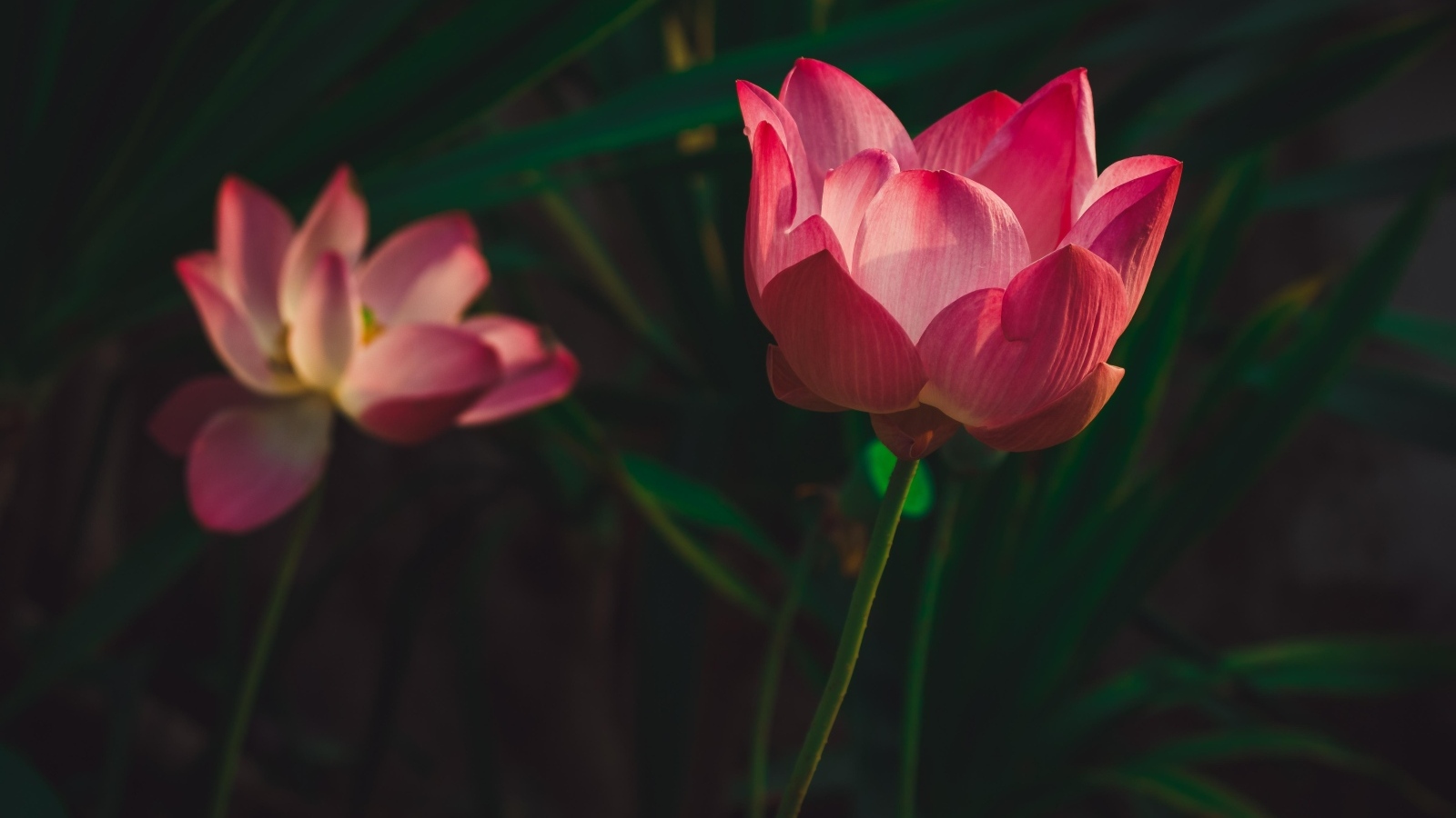 Два красивых розовых цветка лотоса