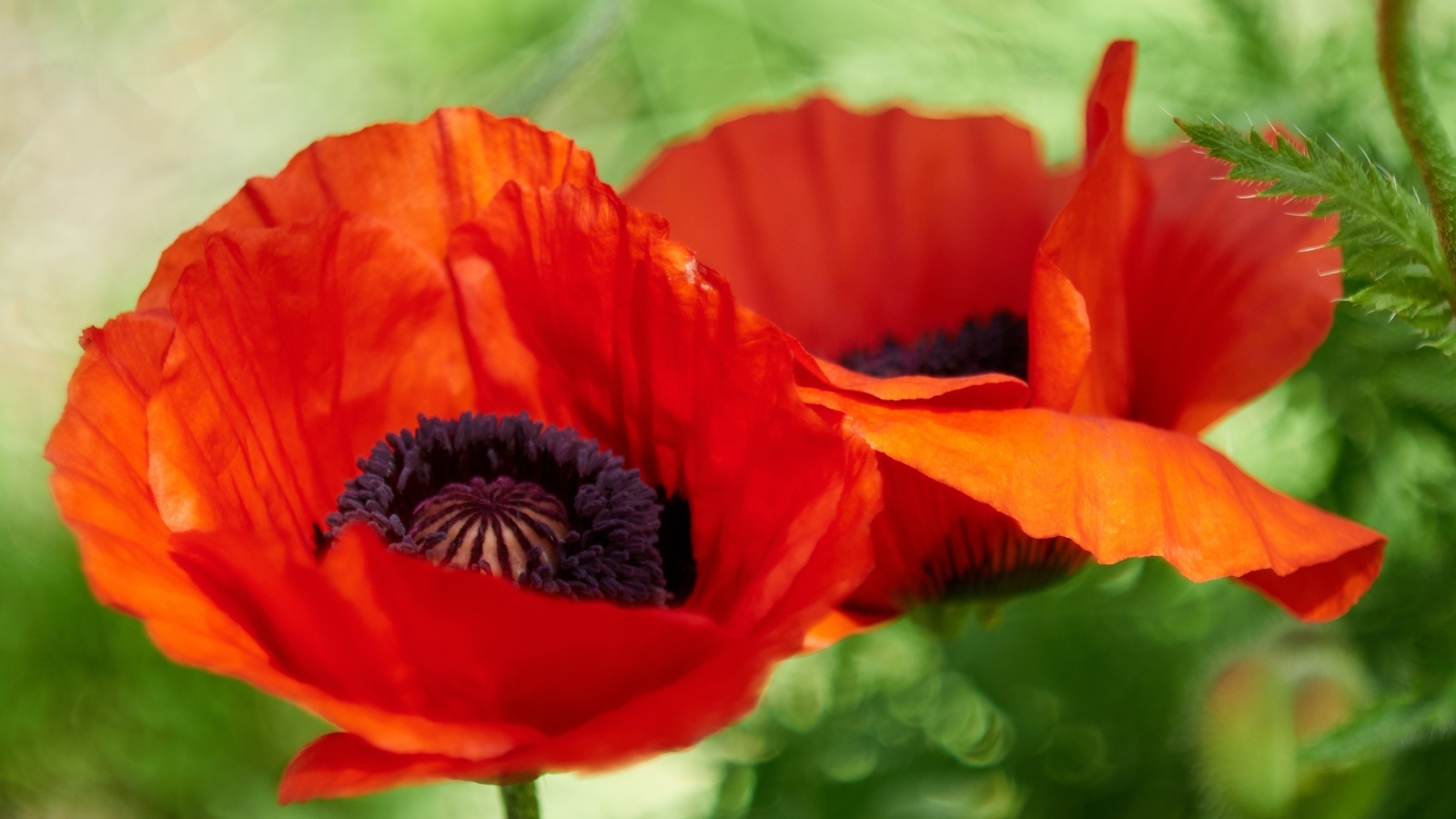 Два цветка декоративного садового мака