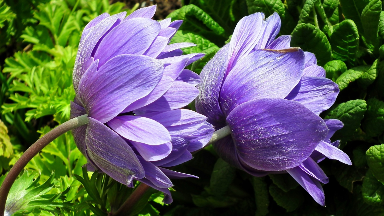 Два сиреневых цветка анемоны крупным планом