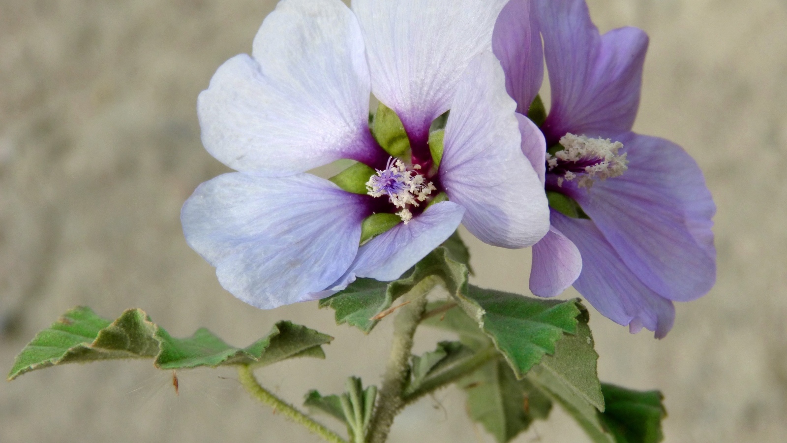 Два сиреневых цветка гибискуса крупным планом