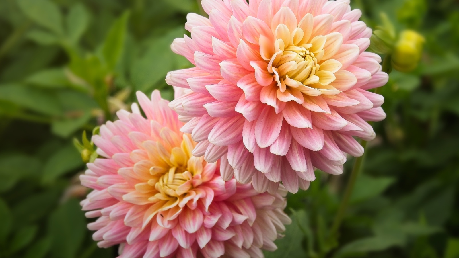 Два пышных розовых цветка георгина