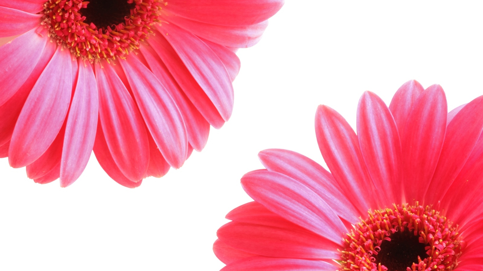 Два цветка розовой герберы на белом фоне