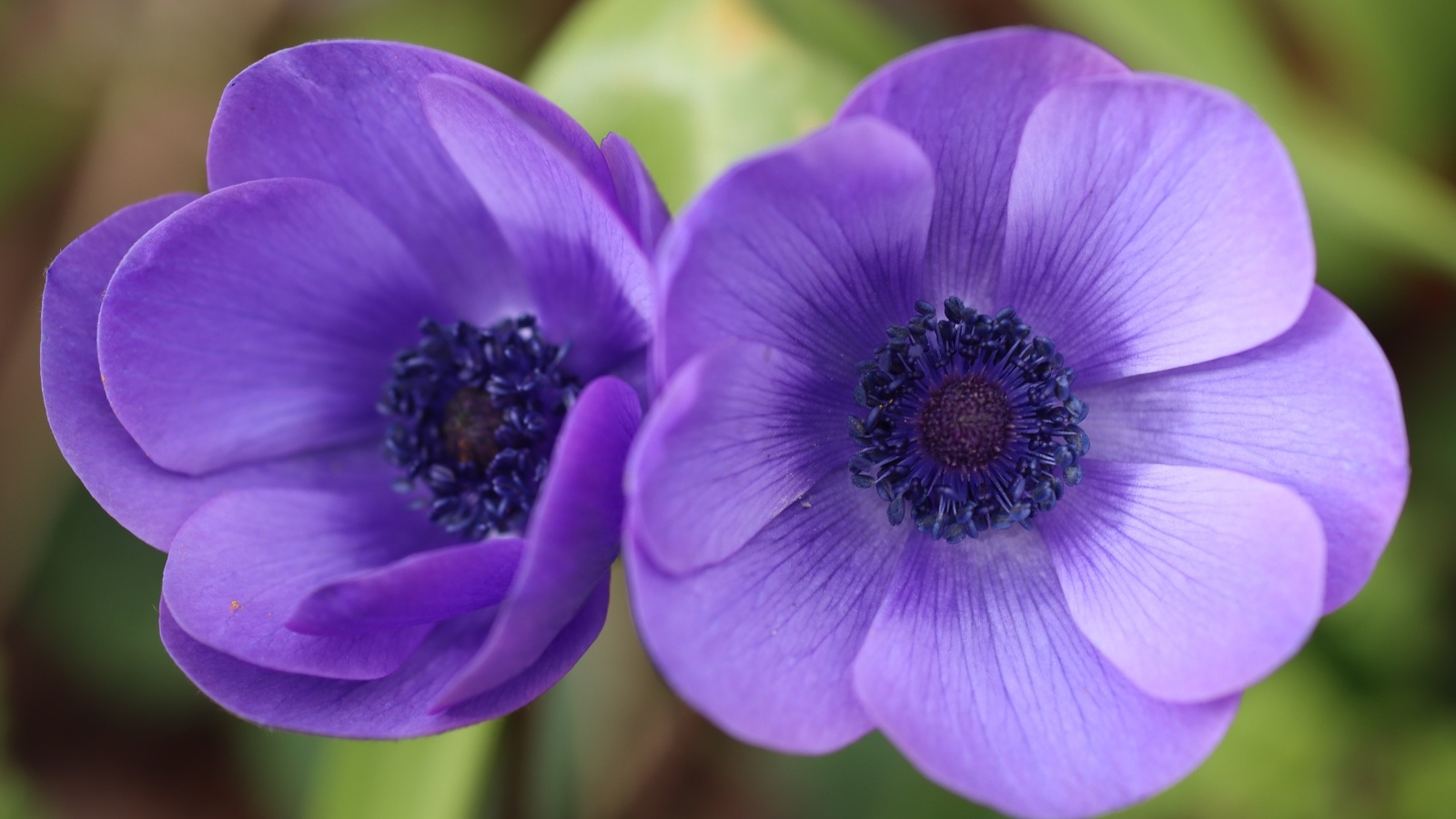 Два фиолетовых цветка анемона