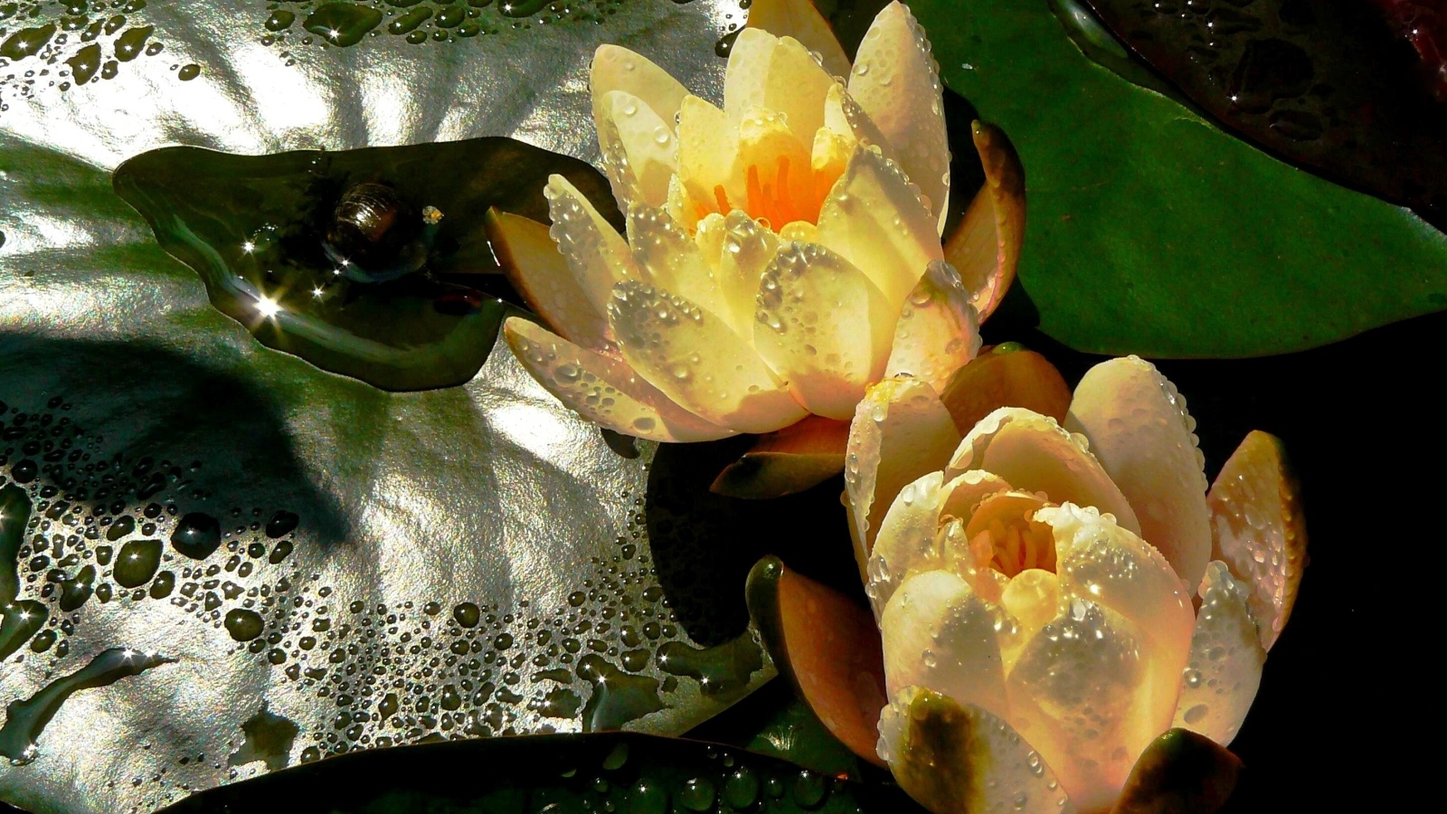 Две мокрых водяных лилии с зеленым листом в пруду