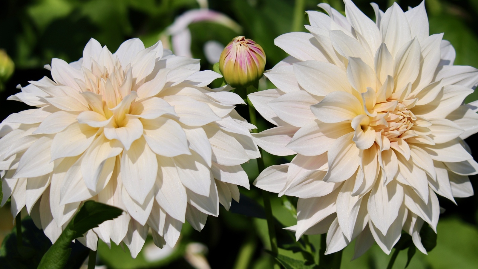 Два белых цветка георгина с бутонами крупным планом