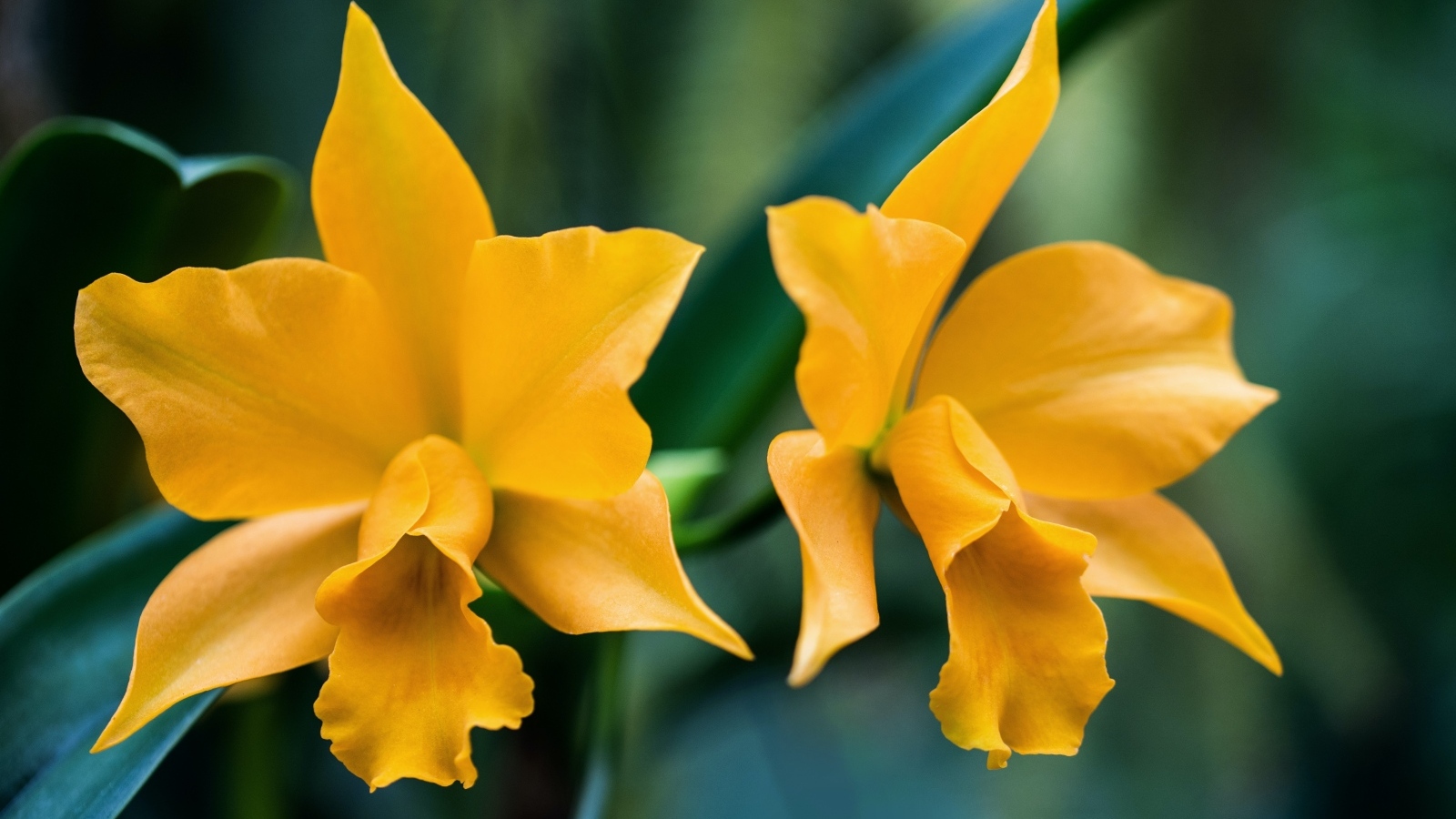 Два желтых нарцисса крупным планом