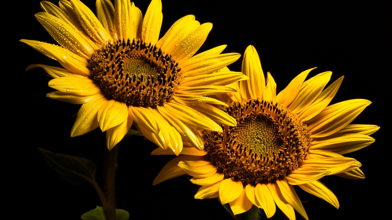 Два желтых подсолнуха на черном фоне